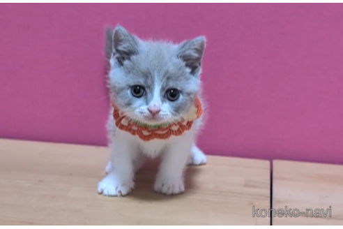 成約済の東京都のブリティッシュショートヘア-104479の6枚目